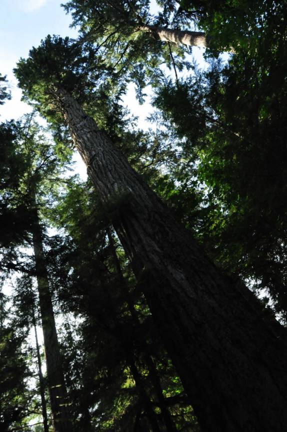 A maior e mais antiga das Douglas Fir, em Cathedral Grove, na estrada para Tofino, em Vancouver Island, na British Columbia, no Canadá